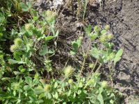 smallhead or maiden clover (<em>Trifolium microcephalum</em>)