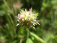 smallhead or maiden clover (<em>Trifolium microcephalum</em>)