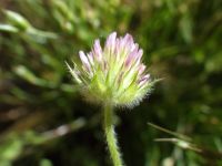 smallhead or maiden clover (<em>Trifolium microcephalum</em>)
