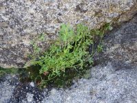 white-tip clover (<em>Trifolium variegatum</em>)