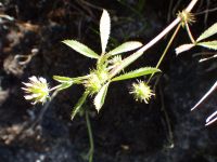 white-tip clover (<em>Trifolium variegatum</em>)