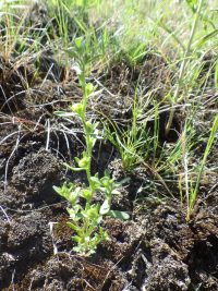 Purslane speedwell, neckweed