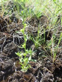 Purslane speedwell, neckweed