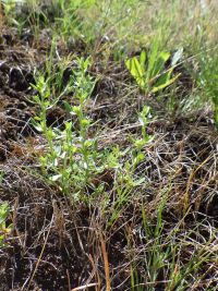 Purslane speedwell, neckweed