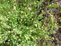 smallhead or maiden clover (<em>Trifolium microcephalum</em>)