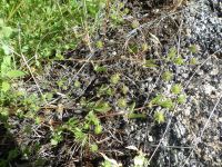 white-tip clover (<em>Trifolium variegatum</em>)