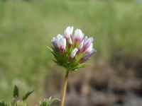 white-tip clover (<em>Trifolium variegatum</em>)