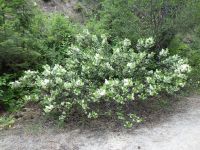 snowbrush ceanothus, sticky-laurel, mountain balm, tobacco-bush (<em>Ceanothus velutinus var. velutinus</em>)
