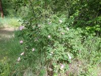 Macdougal's, Nootka, or Spalding's rose (<em>Rosa nutkana ssp. macdougalii</em>)