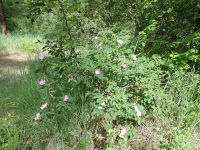 Macdougal's, Nootka, or Spalding's rose (<em>Rosa nutkana ssp. macdougalii</em>)