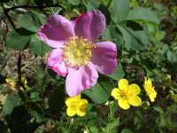 Macdougal's, Nootka, or Spalding's rose (<em>Rosa nutkana ssp. macdougalii</em>)