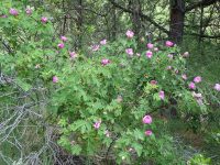 Macdougal's, Nootka, or Spalding's rose (<em>Rosa nutkana ssp. macdougalii</em>)
