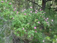 Macdougal's, Nootka, or Spalding's rose (<em>Rosa nutkana ssp. macdougalii</em>)