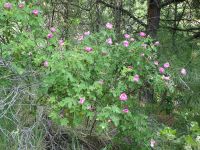 Macdougal's, Nootka, or Spalding's rose (<em>Rosa nutkana ssp. macdougalii</em>)