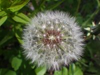 red-seeded dandelion (<em>Taraxacum erythrospermum</em>)