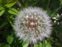red-seeded dandelion (<em>Taraxacum erythrospermum</em>)
