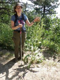 patience dock (<em>Rumex patientia</em>)