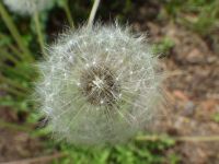 common dandelion (<em>Taraxacum officinale</em>)