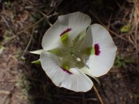 wing-fruited or white mariposa lily (<em>Calochortus eurycarpus</em>)