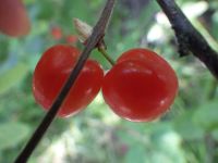 Nanking cherry (<em>Prunus tomentosa</em>)