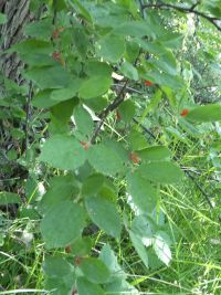 Nanking cherry (<em>Prunus tomentosa</em>)