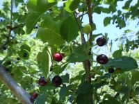 Mahaleb or perfumed cherry (<em>Prunus mahaleb</em>)