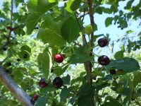 Mahaleb or perfumed cherry (<em>Prunus mahaleb</em>)