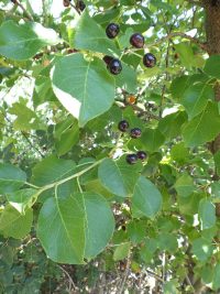 Mahaleb or perfumed cherry (<em>Prunus mahaleb</em>)