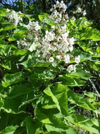 southern catalpa (<em>Catalpa bignonioides</em>)