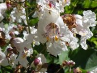 southern catalpa (<em>Catalpa bignonioides</em>)