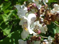 southern catalpa (<em>Catalpa bignonioides</em>)