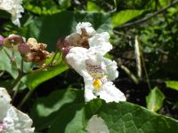 southern catalpa (<em>Catalpa bignonioides</em>)