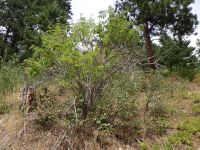 blue elderberry (<em>Sambucus cerulea</em>)
