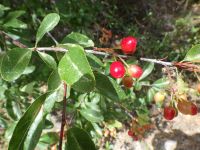 bitter cherry (<em>Prunus emarginata var. emarginata</em>)