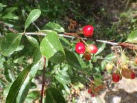 bitter cherry (<em>Prunus emarginata var. emarginata</em>)