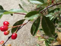 bitter cherry (<em>Prunus emarginata var. emarginata</em>)