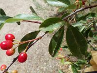 bitter cherry (<em>Prunus emarginata var. emarginata</em>)