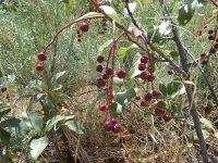 western chokecherry (<em>Prunus virginiana var. melanocarpa</em>)