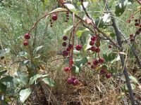western chokecherry (<em>Prunus virginiana var. melanocarpa</em>)