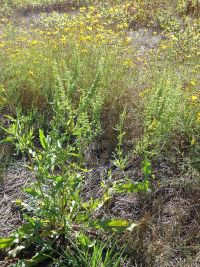 narrowleaf dock (<em>Rumex stenophyllus</em>)