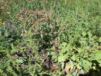 narrowleaf dock (<em>Rumex stenophyllus</em>)