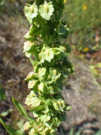 narrowleaf dock (<em>Rumex stenophyllus</em>)