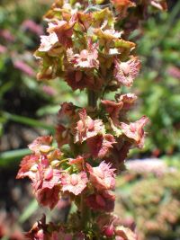 narrowleaf dock (<em>Rumex stenophyllus</em>)