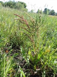 narrowleaf dock (<em>Rumex stenophyllus</em>)