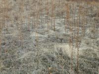 moth mullein (<em>Verbascum blattaria</em>)