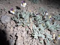 Beckwith’s violet, sagebrush pansy