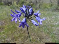 Wild hyacinth Largeflower triteleia