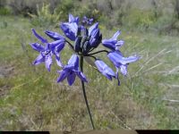 Wild hyacinth Largeflower triteleia