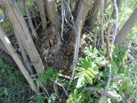 blue elderberry (<em>Sambucus cerulea</em>)
