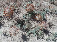 bighead clover (<em>Trifolium macrocephalum</em>)